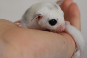 フクモモのモザイク