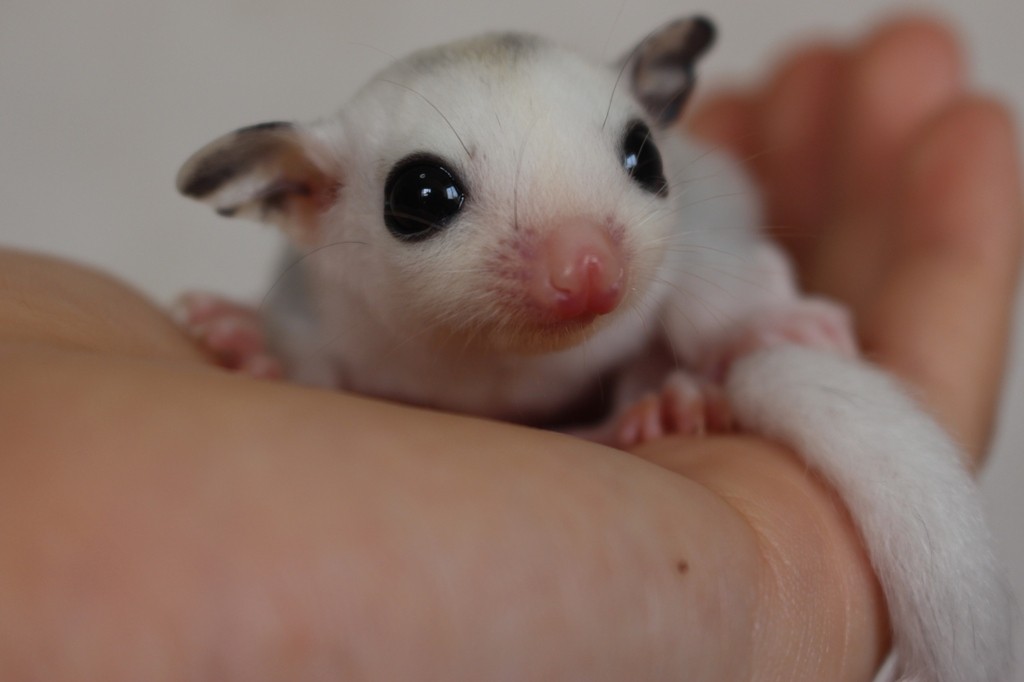 フクロモモンガのモザイク