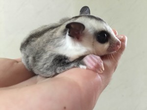 ホワイトフェイス