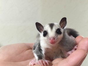 ホワイトフェイス 100%hetプラチナorリューシ