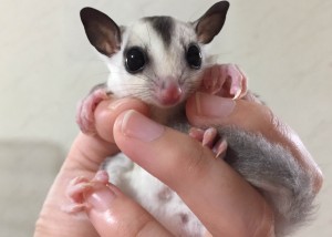 きんちゃく包み持ち