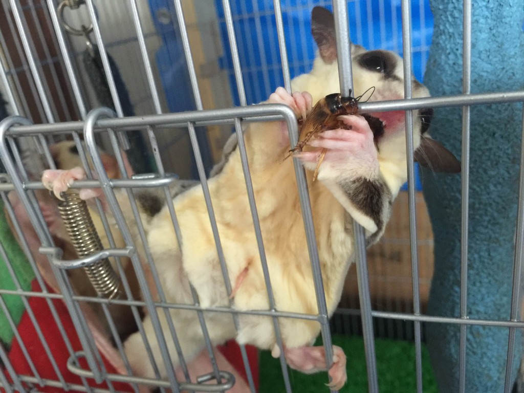 フクロモモンガのモザイク