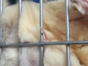 フクモモベビーの尻尾