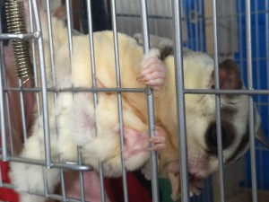 子育て中のフクロモモンガ