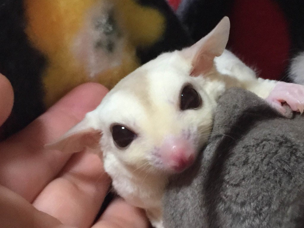 モザイク・クリミノ