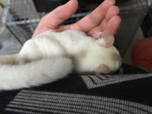 フクロモモンガの背中