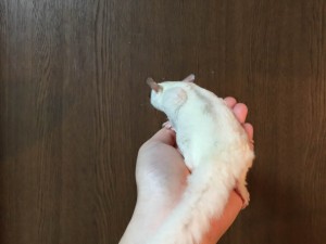 モザイク・クリミノ