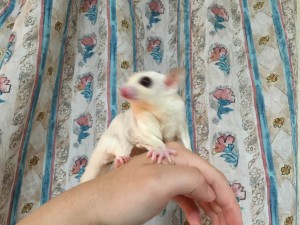 ぶれている写真