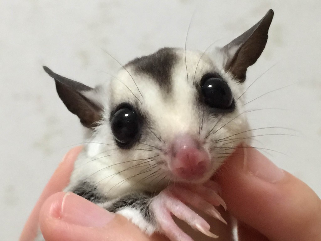 フクロモモンガのホワイトフェイス