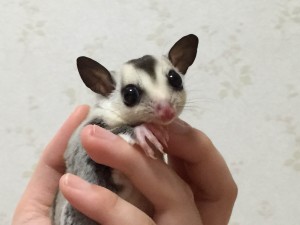 フリーズ中のフクモモ