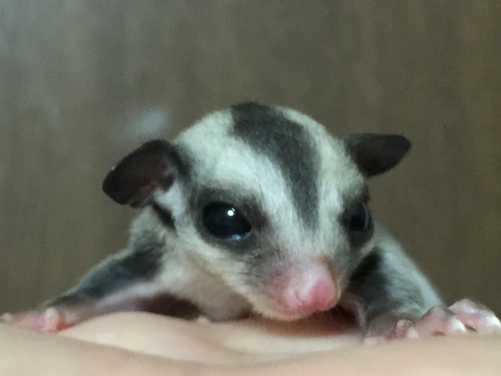 クラシックhetリューシ