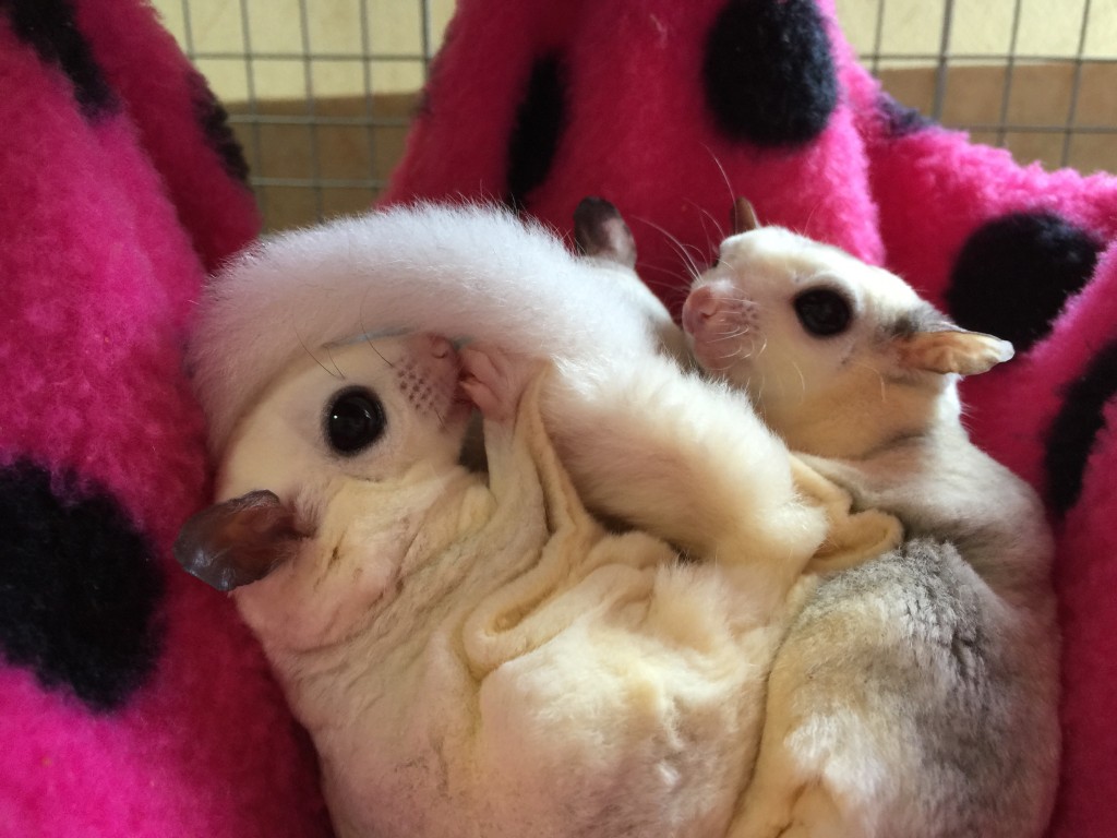 フクロモモンガのモザイク