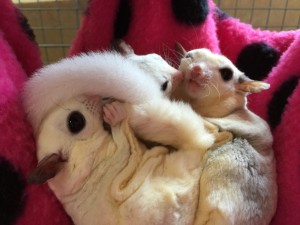 モザイクファミリー