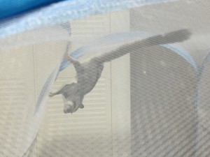 フクモモと蚊帳