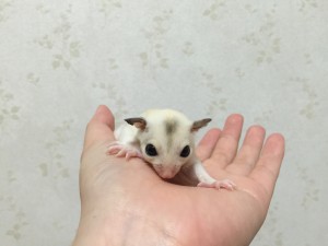 フクロモモンガ