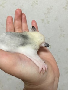 モザイクの男の子