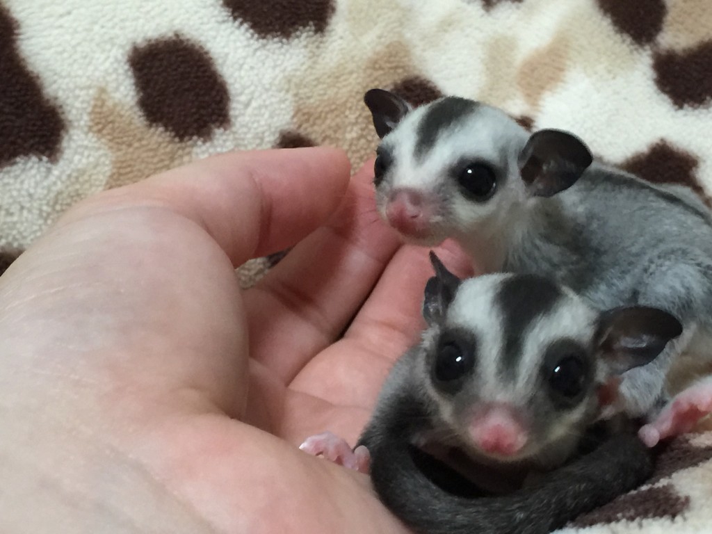 モザイクとホワイトフェイス