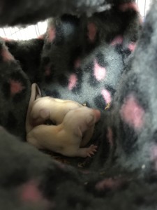 フクロモモンガのベビー