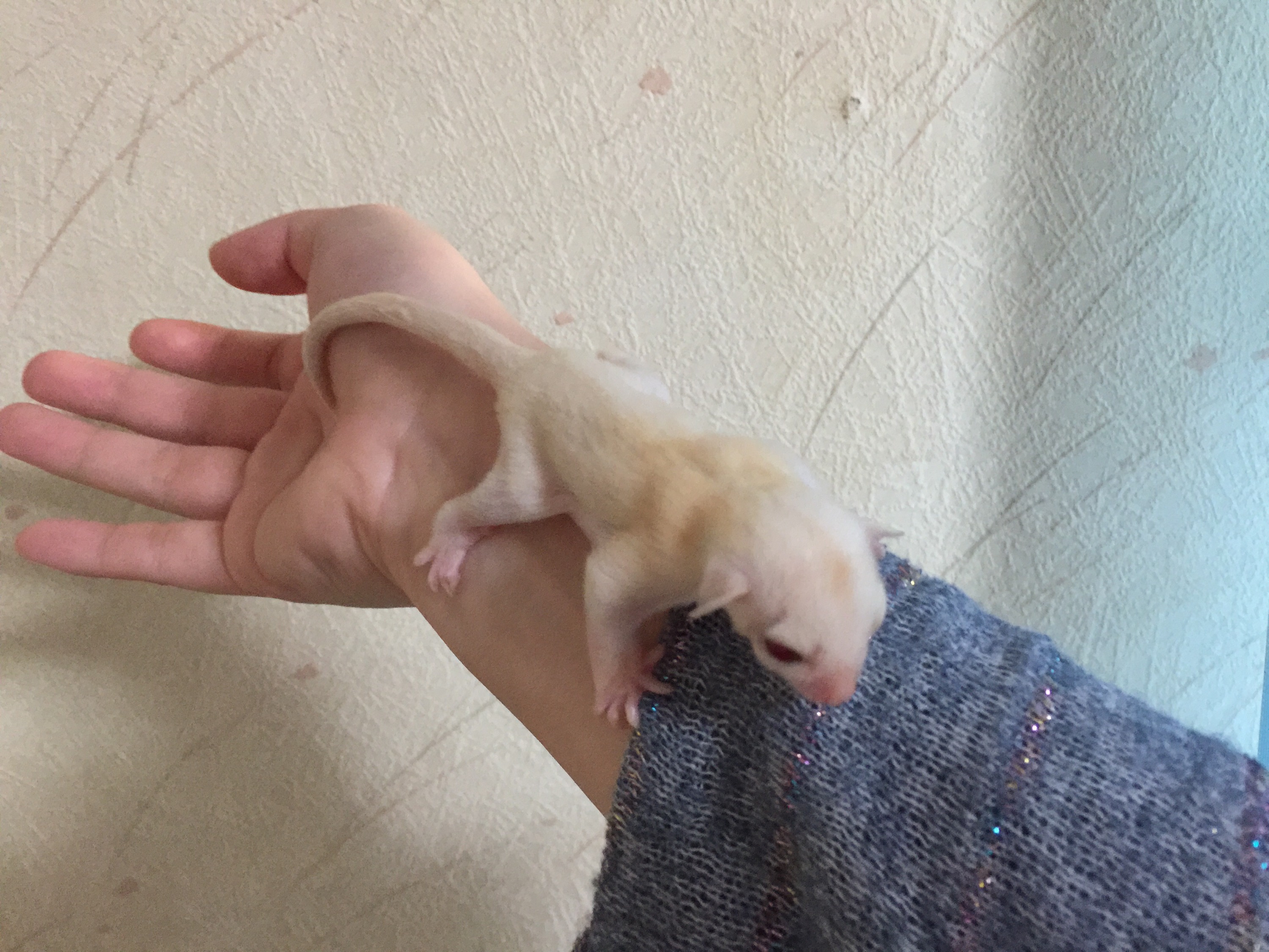 クリミノ・リューシ フクロモモンガのクリミノ・リューシ