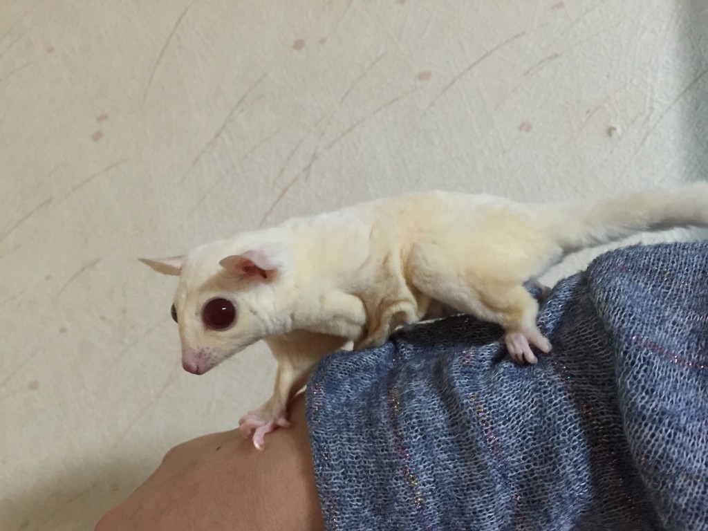 フクロモモンガ ルビーレイ