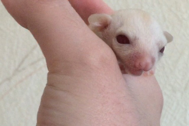 ルビーレイ フクロモモンガのルビーレイ