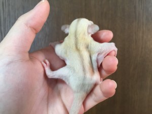 クリミノの背中