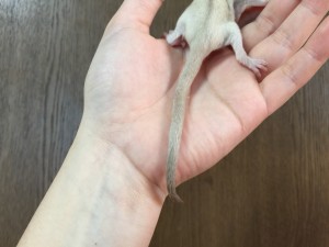 フクロモモンガベビーの尻尾