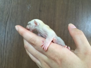 クリミノの横顔