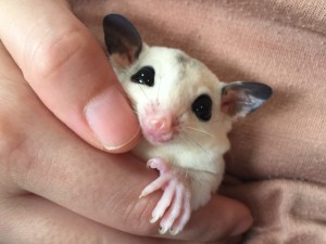 フクモモベビー