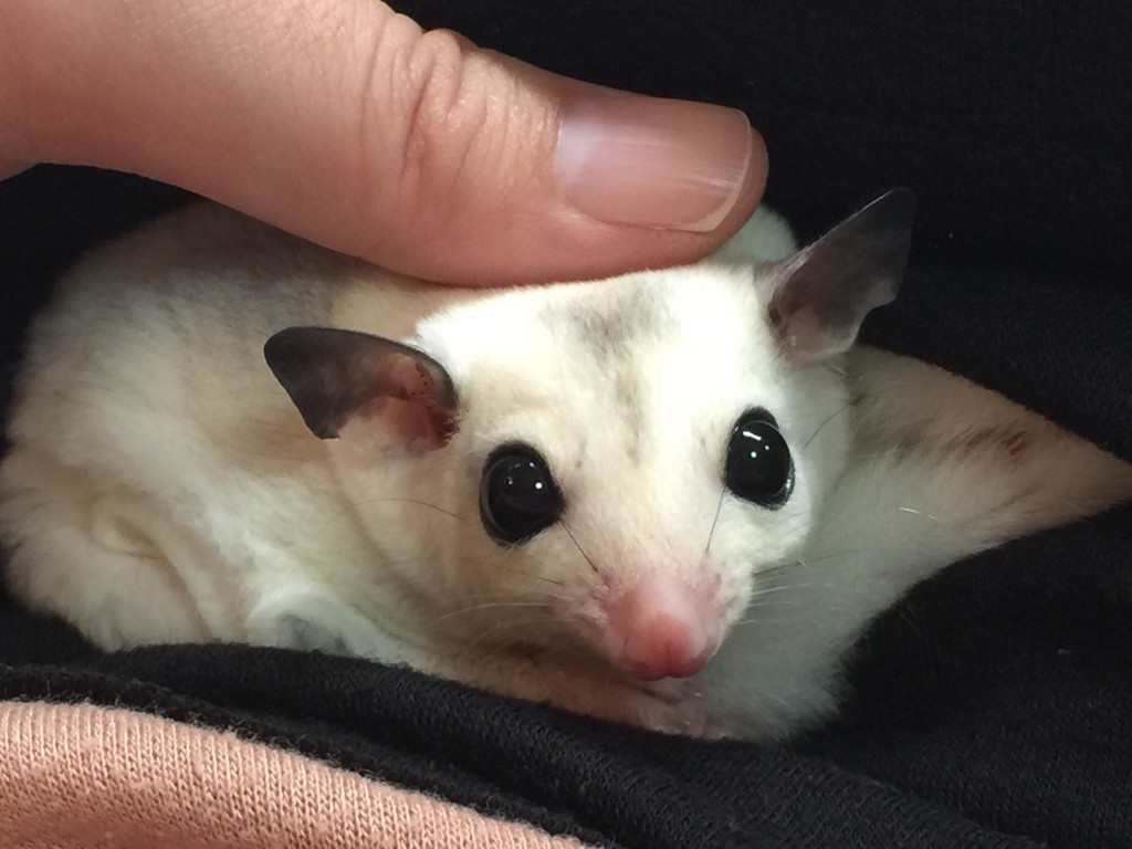 フクロモモンガのモザイク