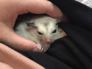 フクロモモンガ