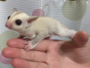 フクロモモンガ クリミノ