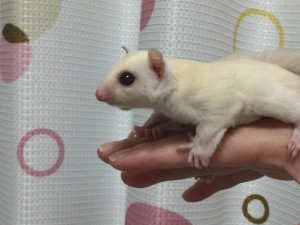 フクロモモンガ ルビーレイ