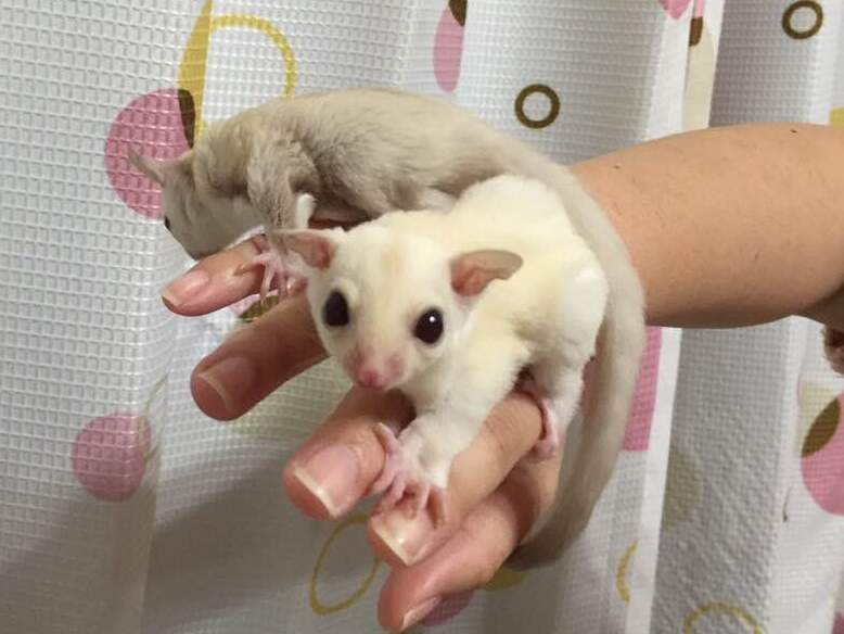 ルビーレイとクリミノ