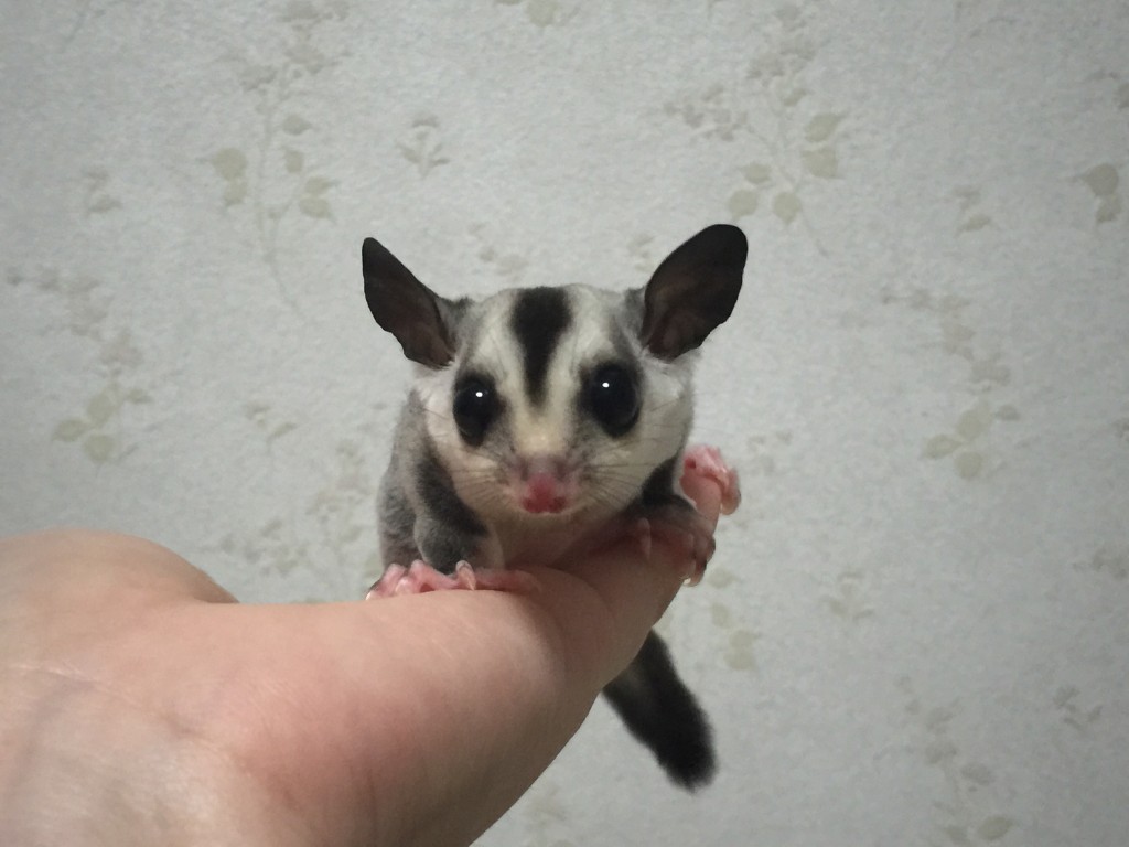 ホワイトフェイス