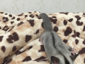 ホワイトフェイスの背中