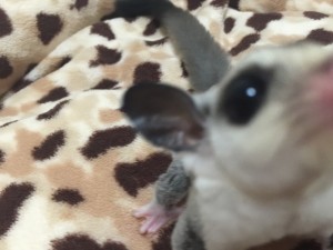 カメラに近いフクロモモンガ