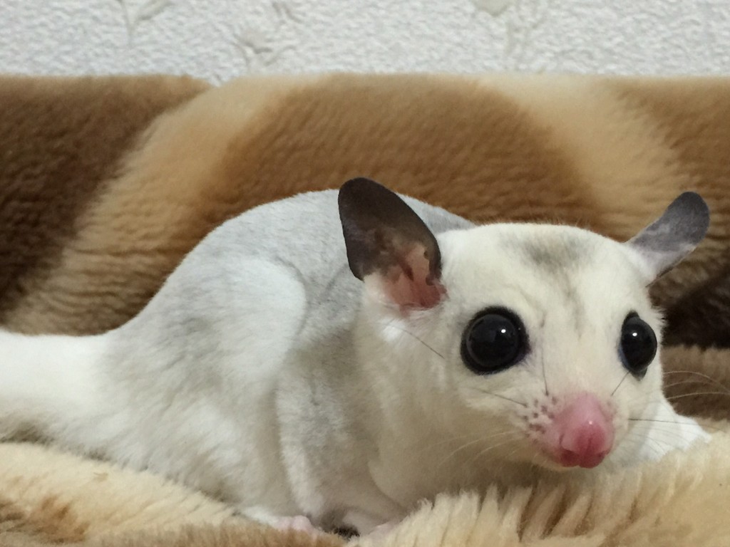 フクロモモンガのモザイク