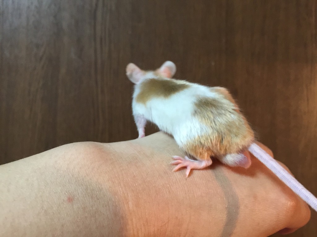 ブロークン・アルジャンテ