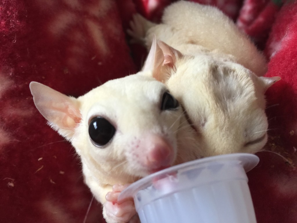 リューシとクリミノ