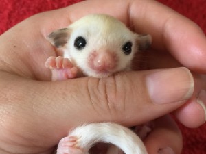 目覚めたモザイク