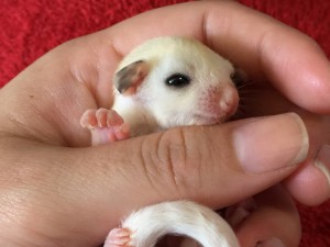 モザイクの男の子