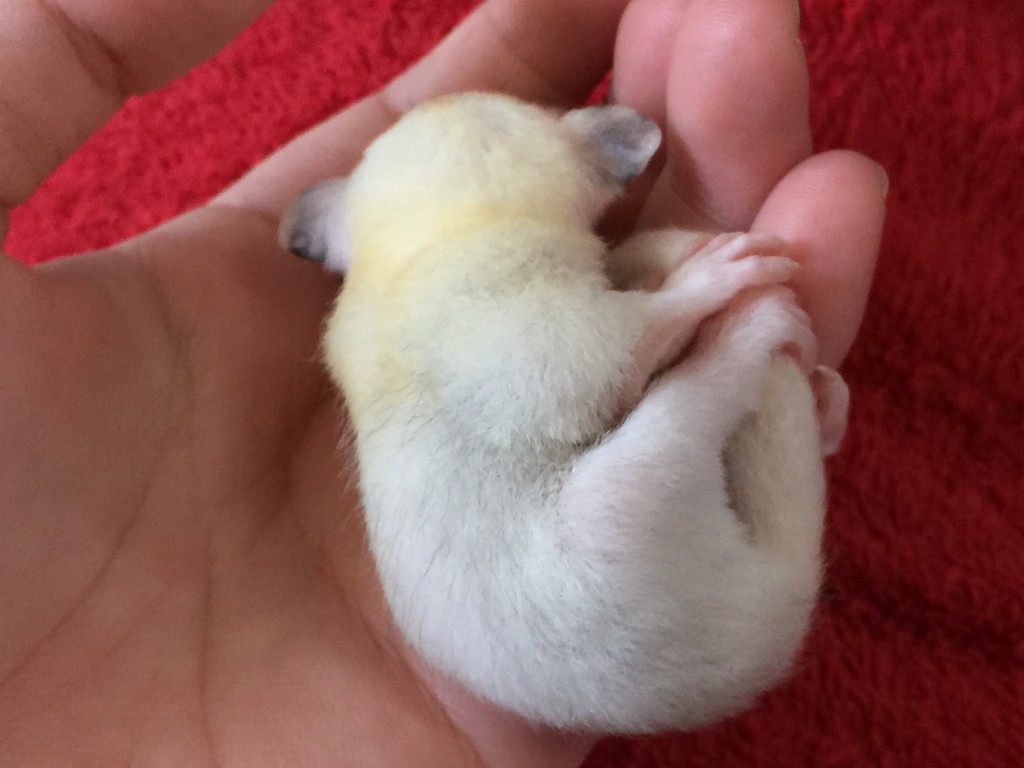 転がるフクモモ