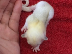 モザイクベビーの背中