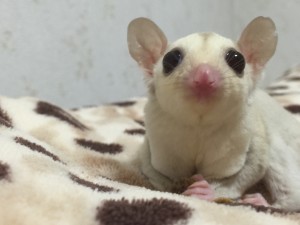 フクロモモンガのクリミノ