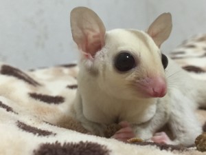 クリミノヘテロリューシスティック