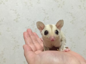 手乗りフクロモモンガ