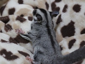 フクロモモンガの背中