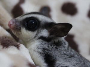 フクロモモンガの横顔