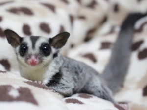 フクロモモンガの正面